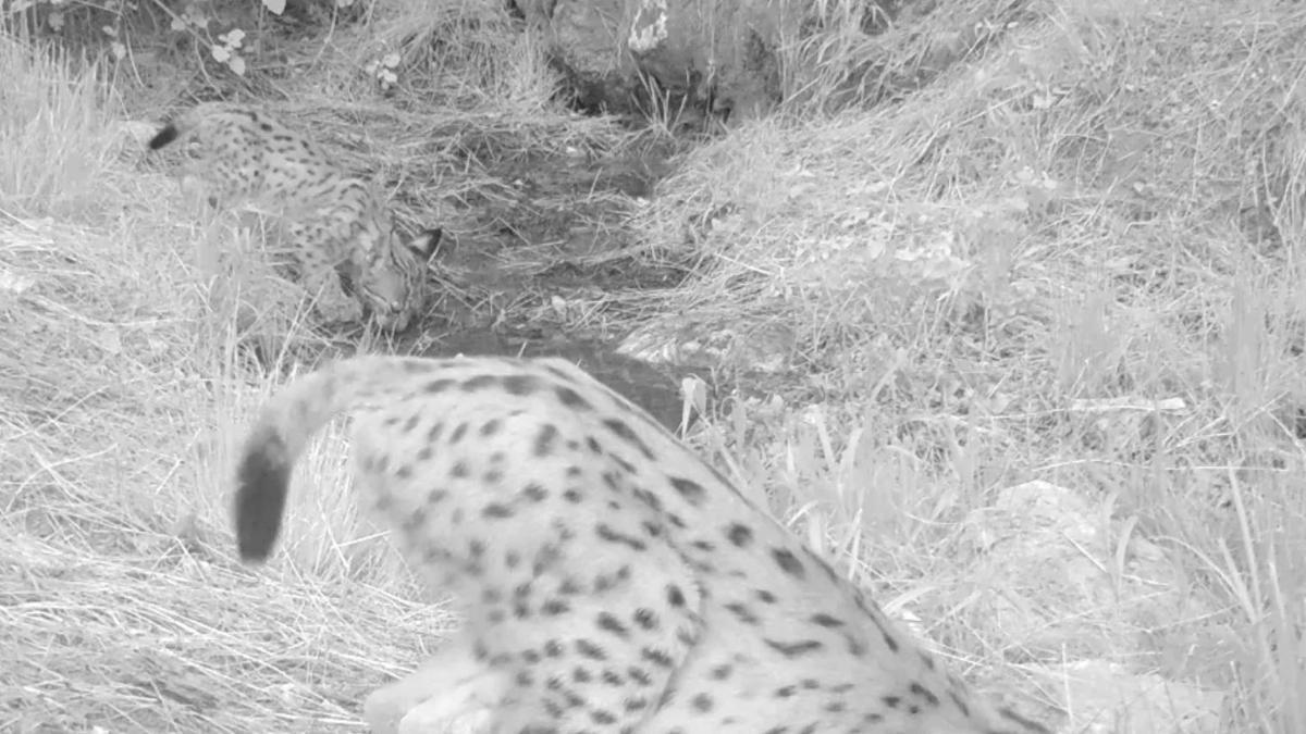 Türkiye’nin yaban hazinesi: Yavru vaşaklar doğal ortamında görüntülendi