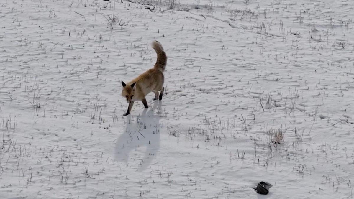 Dron sesinden tedirgin olan kızıl tilki, yuvasını terk etmedi