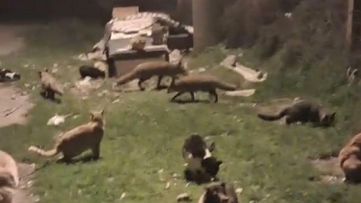 Kedi ve tilkilerin yan yana beslendiği anlar kamerada