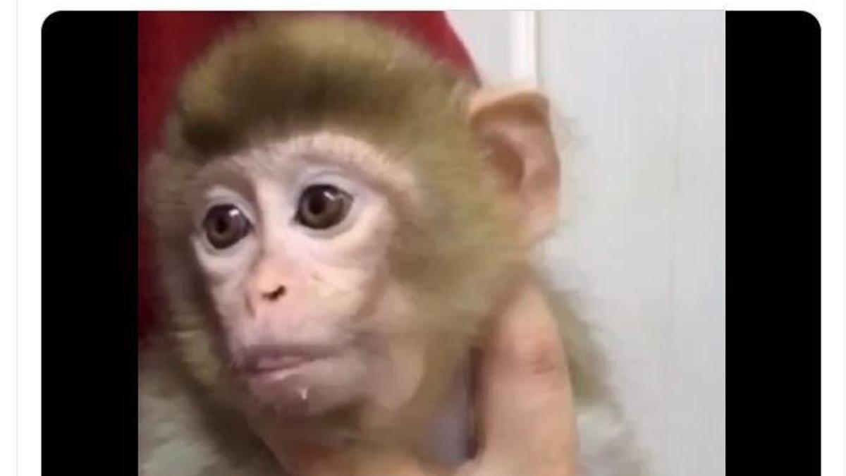 Denetimde ele geçirilen yavru makak maymunu koruma altına alındı