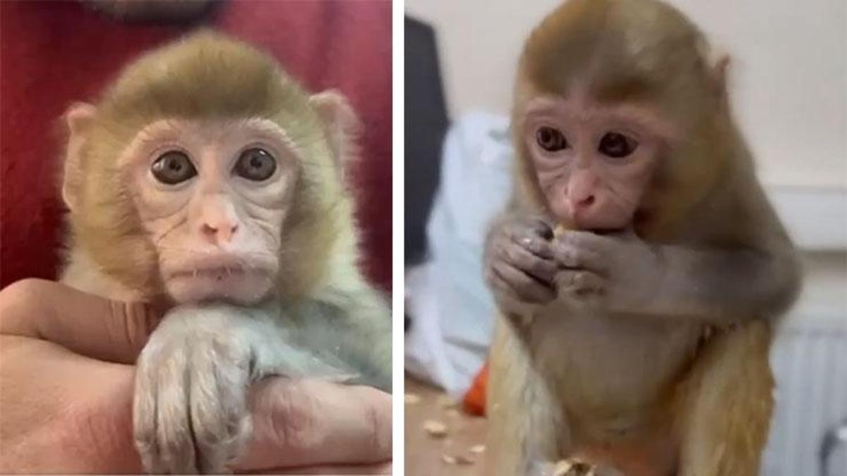 Yer: Elazığ! Bakanlık paylaştı: Koruma altına alındı