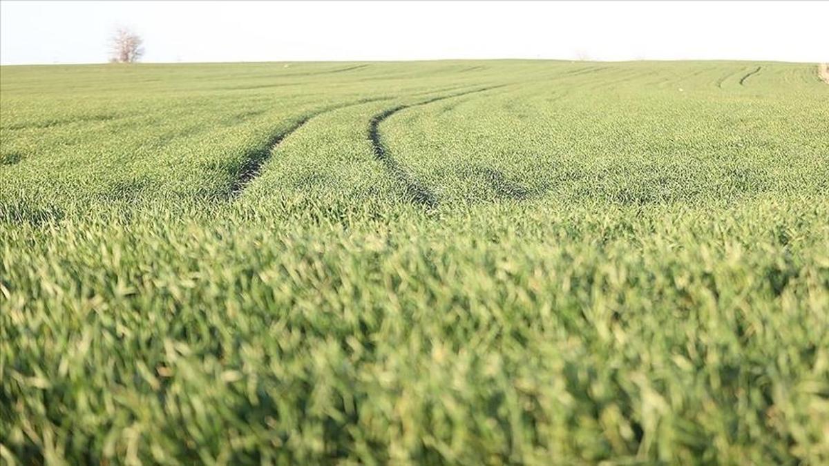 Trakyada sıcak hava buğdayı erken uyandırdı