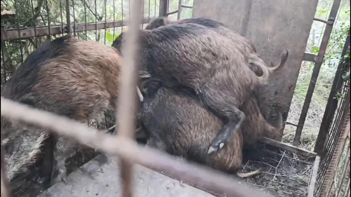 Çatalcada ormanda domuz kapanları bulundu: Kaçak avcılara soruşturma