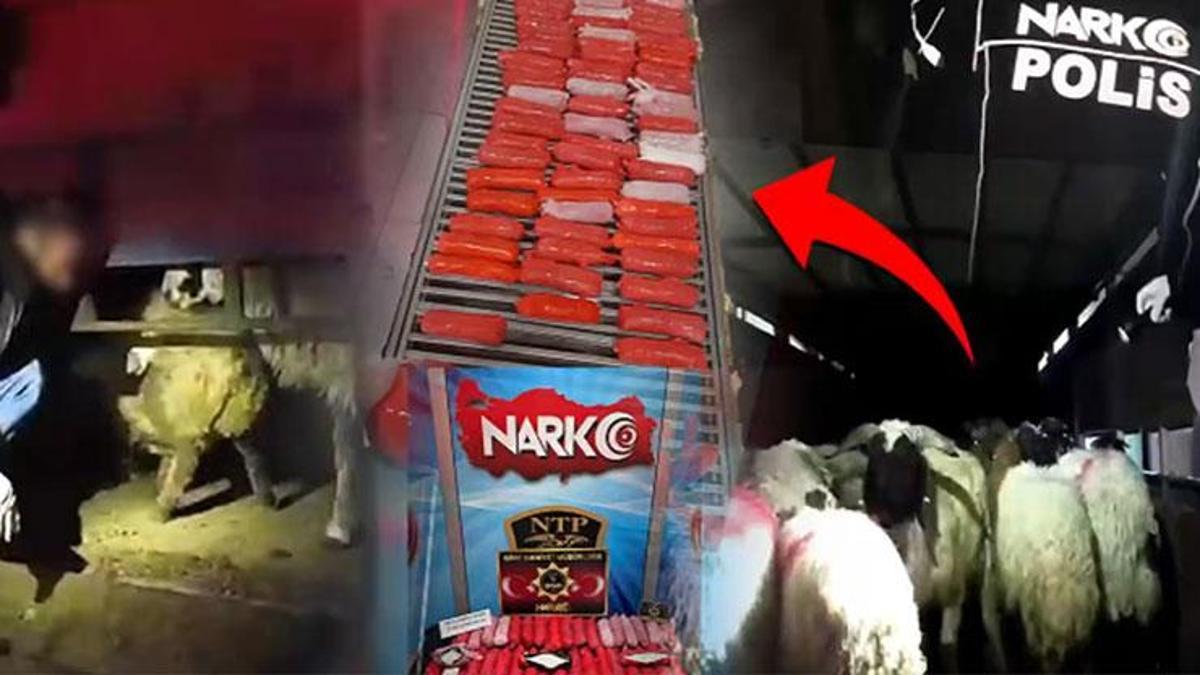 Operasyonun detayları paylaşıldı: Uyuşturucuyu hayvanların karın boşluklarının içine gizlemişler!