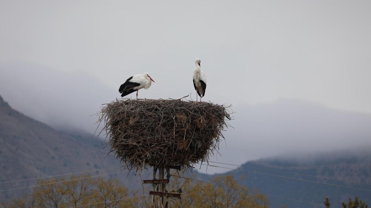Köyü mesken tutan leylekler, 10 yıldır göç etmiyor
