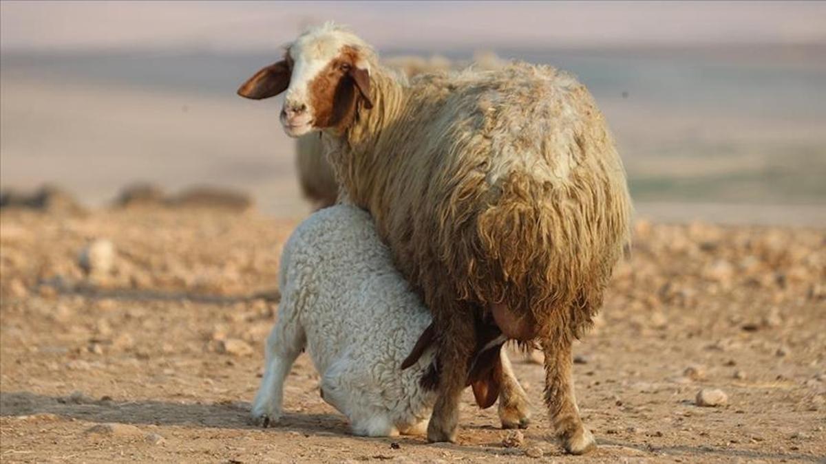 Ceylanpınarda 60 bin ivesi kuzu dünyaya geldi