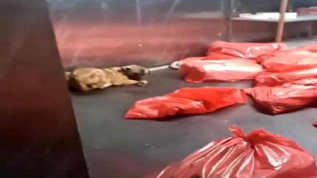 Ankara Büyükşehir Belediyesi'nden 'barınak' açıklaması