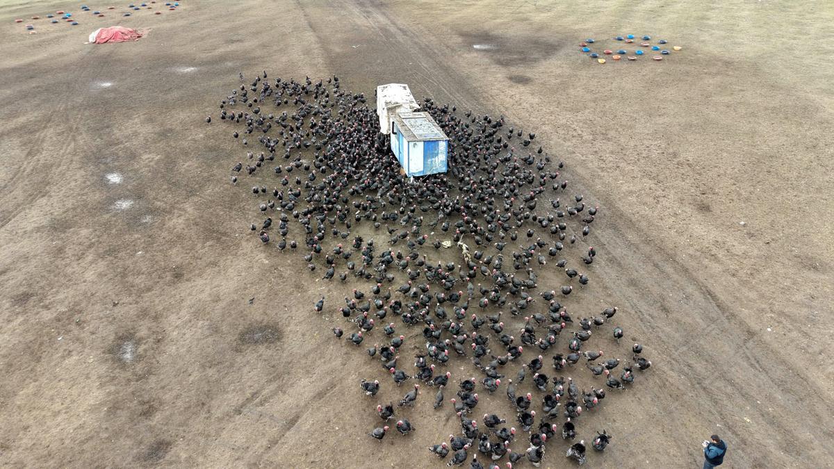 Tekirdağ'da yılbaşı öncesi hindi satışları arttı; dişi hindiye ilgi daha fazla