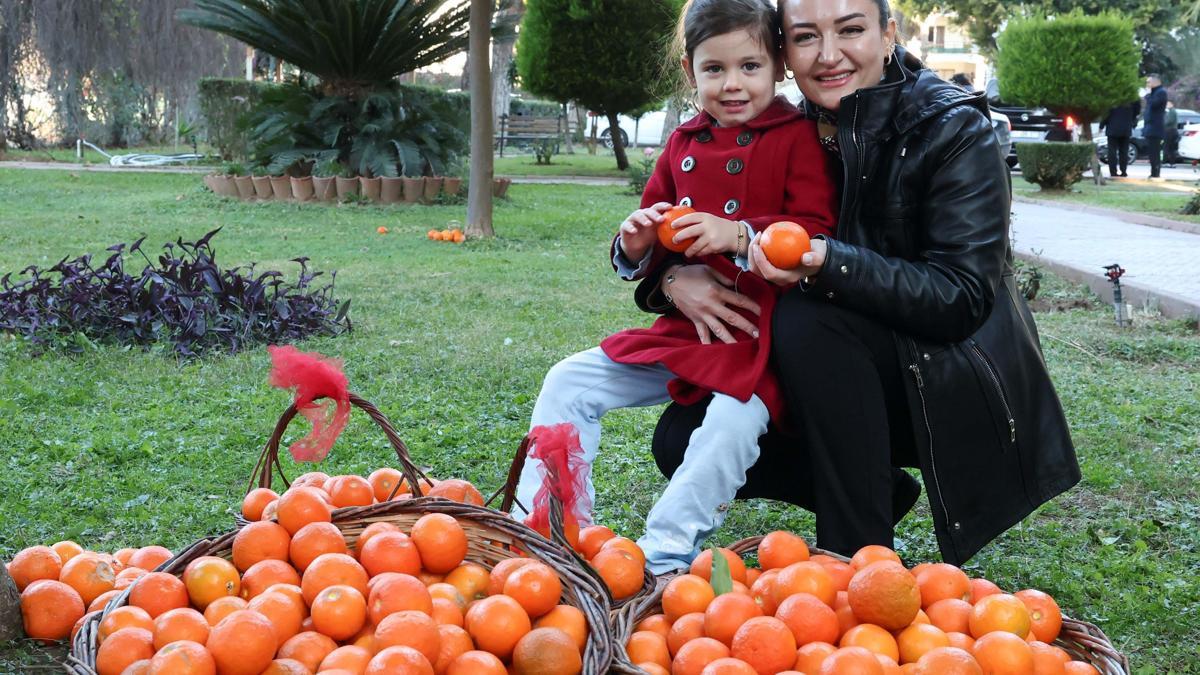 Antalya'nın turunçları Korkuteli'nden sofralara uzanıyor