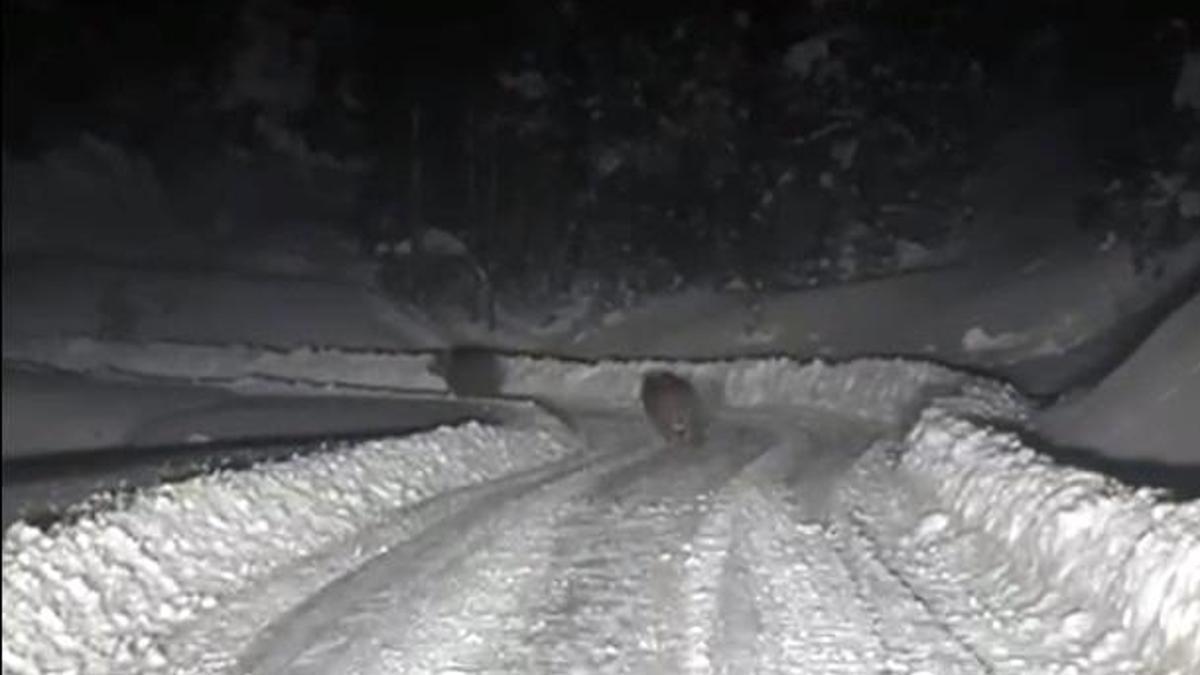 Kardan kapanan yolda çalışma yapan ekipler, 4 ayıyla karşılaştı