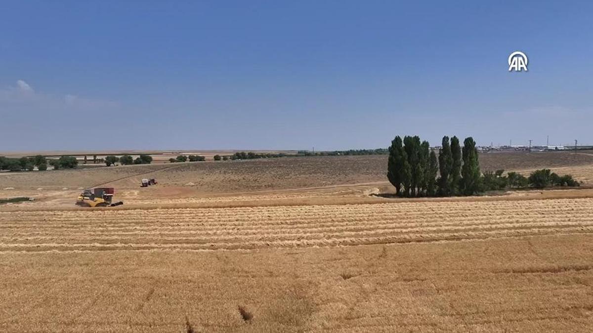 TMO'yu 500 milyon lira dolandırdı, yurt dışına kaçtı 9 çalışan gözaltında