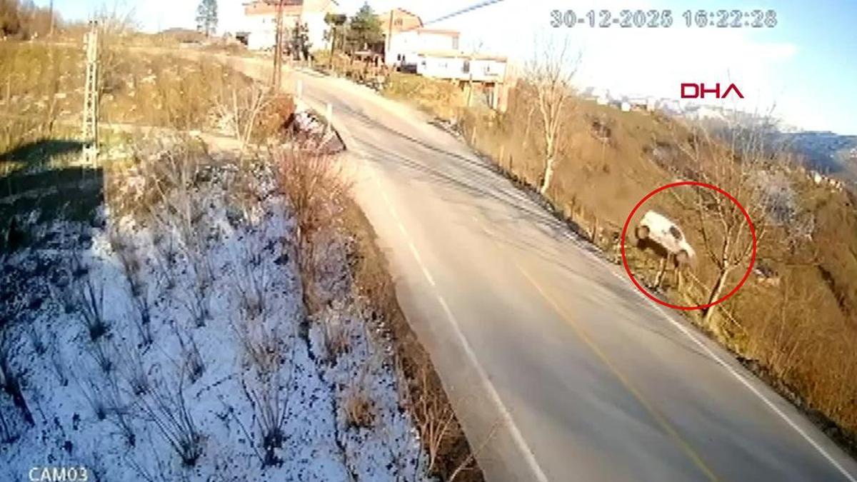 Aracıyla fındık bahçesine böyle uçtu