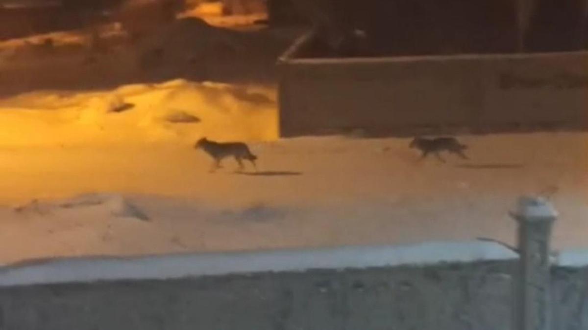 Yiyecek bulmakta zorlanan kurtlar ilçeye indi