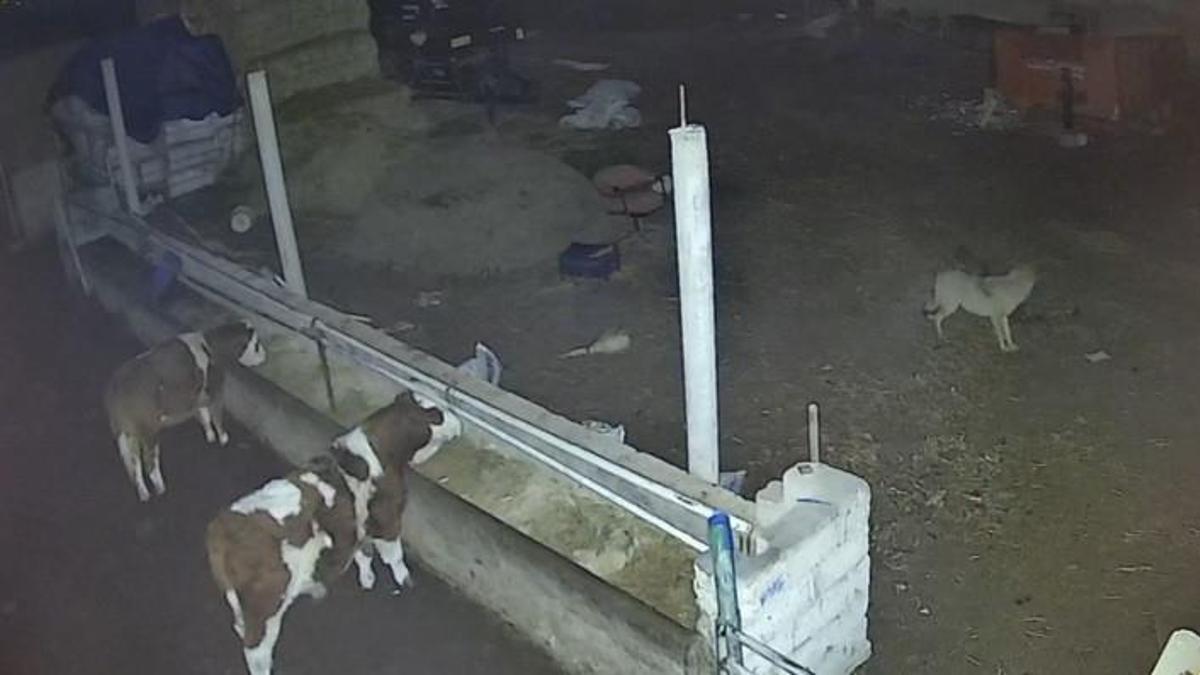 Ağıla giren kurtlar, 2 koyunu telef etti