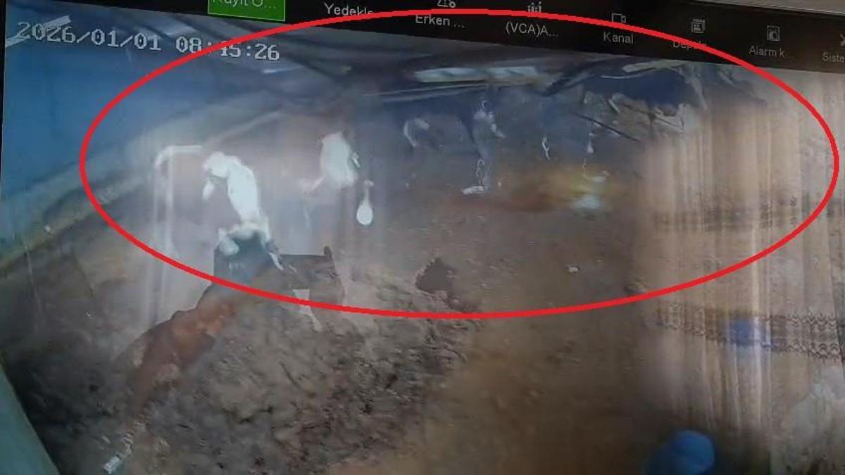 Diyarbakırda ahırın çatısının çökme anı kamerada; 4 inek yaralandı