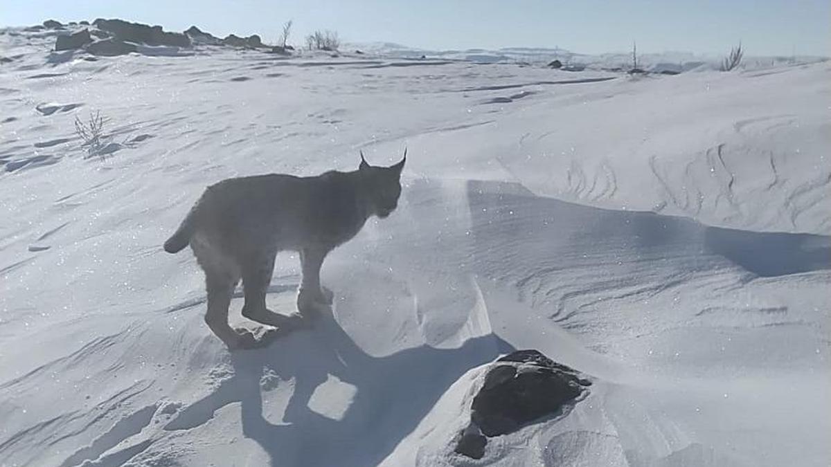 Yer: Bingöl... Atıyla gezerken vaşakla karşılaştı