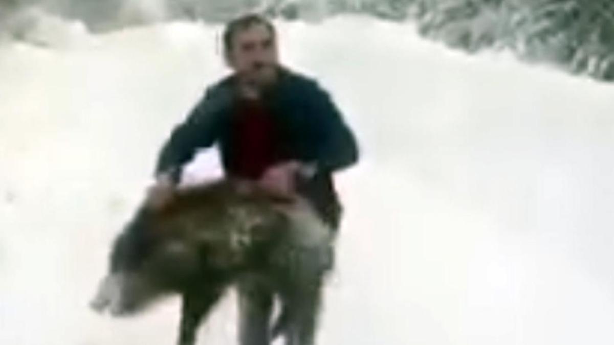 Yaban domuzunu yakaladı, sevdikten sonra tekrar bıraktı