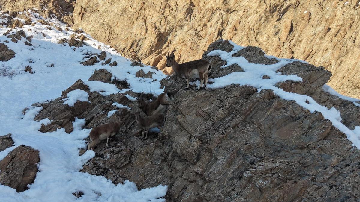 Hakkari'de, aç kalan yaban keçileri yol kenarına indi