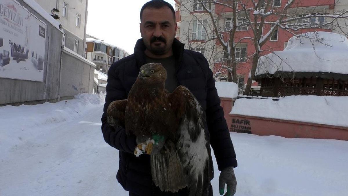 Kızıl şahini donmaktan kurtardılar
