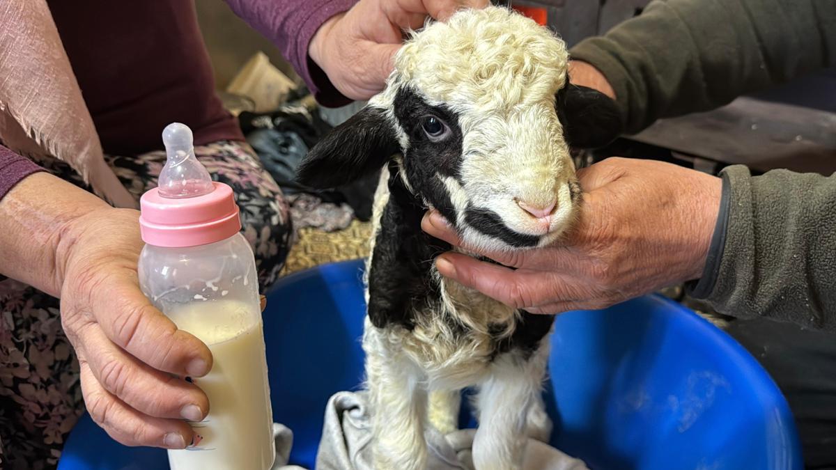 1 haftalık kuzuya evde bebek gibi bakıyorlar
