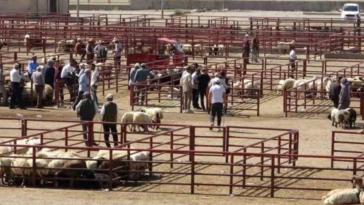 Düziçi'de canlı hayvan pazarı yeniden açıldı