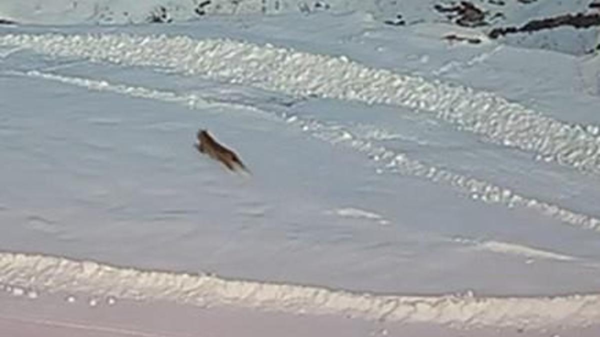 Köye inen vaşaklar, kurtlar tarafından kovalandı