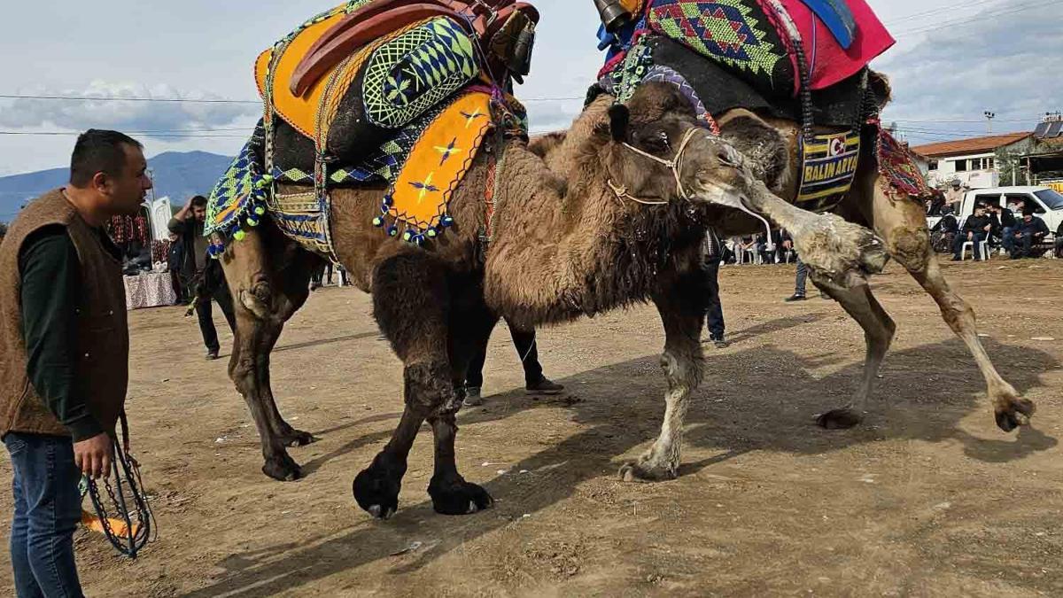 Develere antrenman güreşi