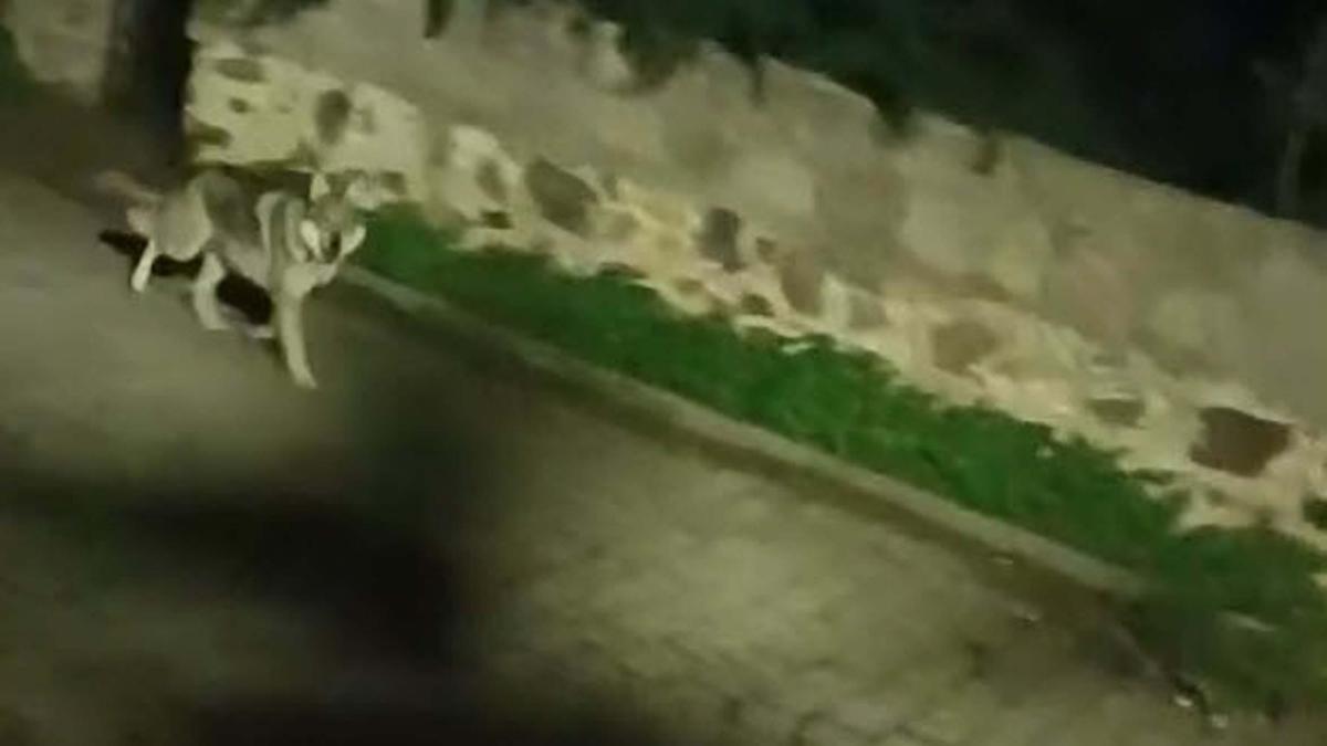 Kurtlar, şehir yaşamına alıştırılan yaban domuzlarını izleyip kent merkezlerine kadar inebiliyor