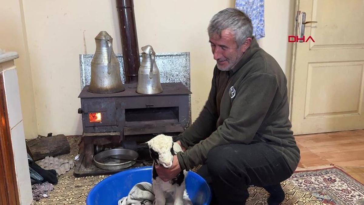 Üşüyen kuzuya evlerini açıp bebek gibi bakıyorlar
