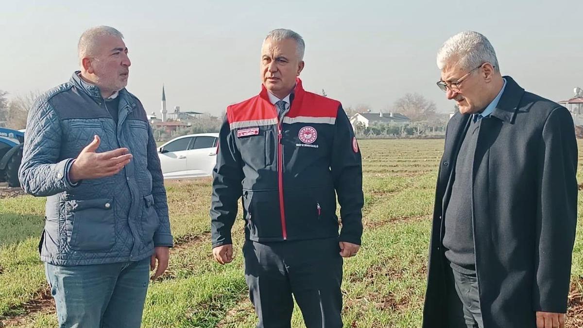 Hatayda buğday ekili alanlar incelendi