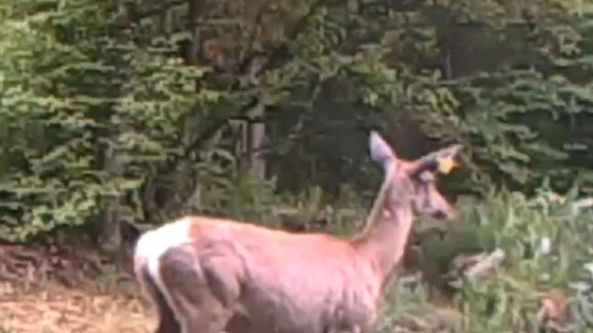 Su birikintisine giren geyik fotokapanda