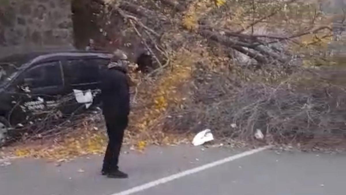 Samsun'da fırtına; ağaçlar devrildi