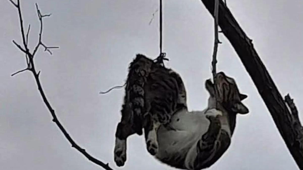 Samsunda ağaca asılı bulunan kedi kurtarıldı