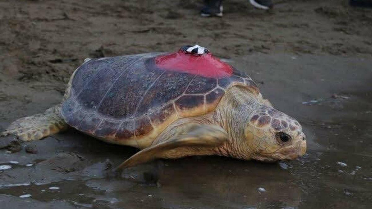 Caretta caretta 'Tubadan 10 bin kilometrelik dönüş