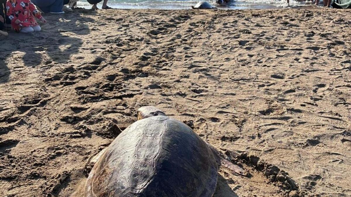 Deniz kaplumbağalarını koruma çalışmaları olumlu sonuç verdi