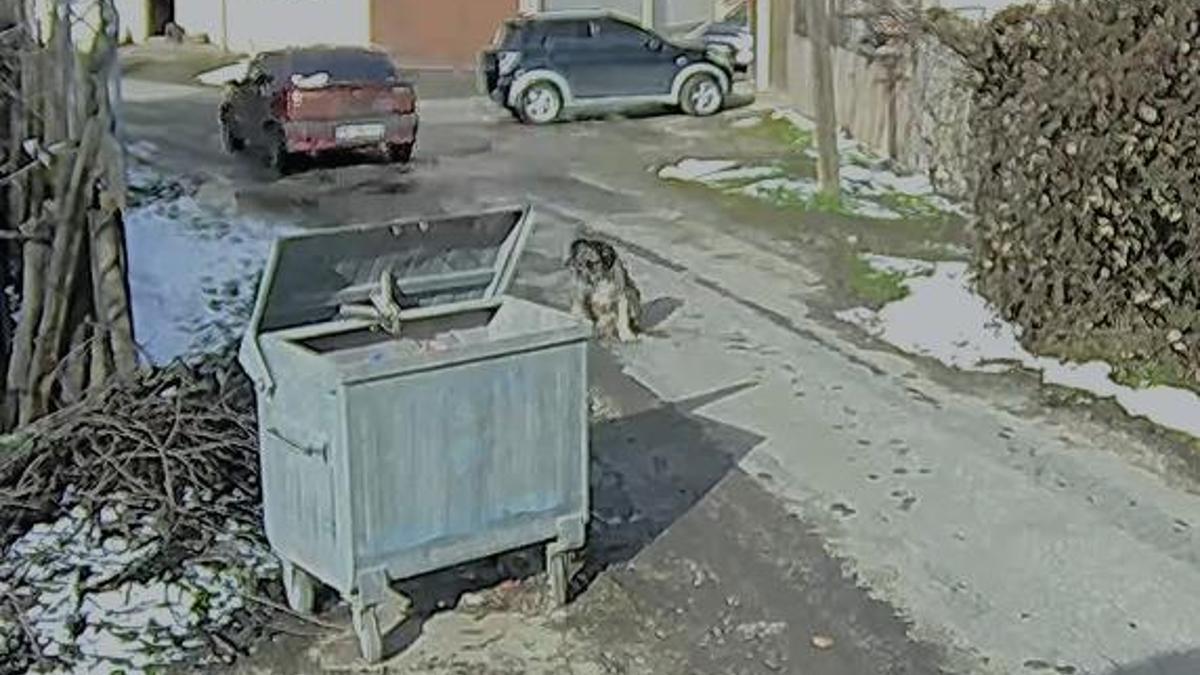 Otomobilin üzerinden geçtiği köpeğin vücudunda yüzlerce saçma izine rastlandı