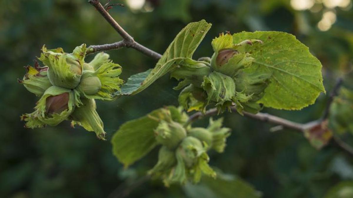 Türkiyenin fındık ihracatında Almanya zirvede: 2025te 2,25 milyar dolarlık gelir