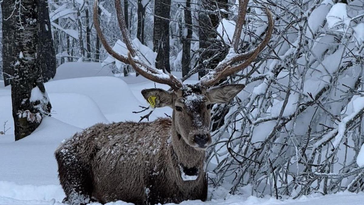 Karla kaplı Kuzuyayla Tabiat Parkı'nda kızılgeyik kamerada