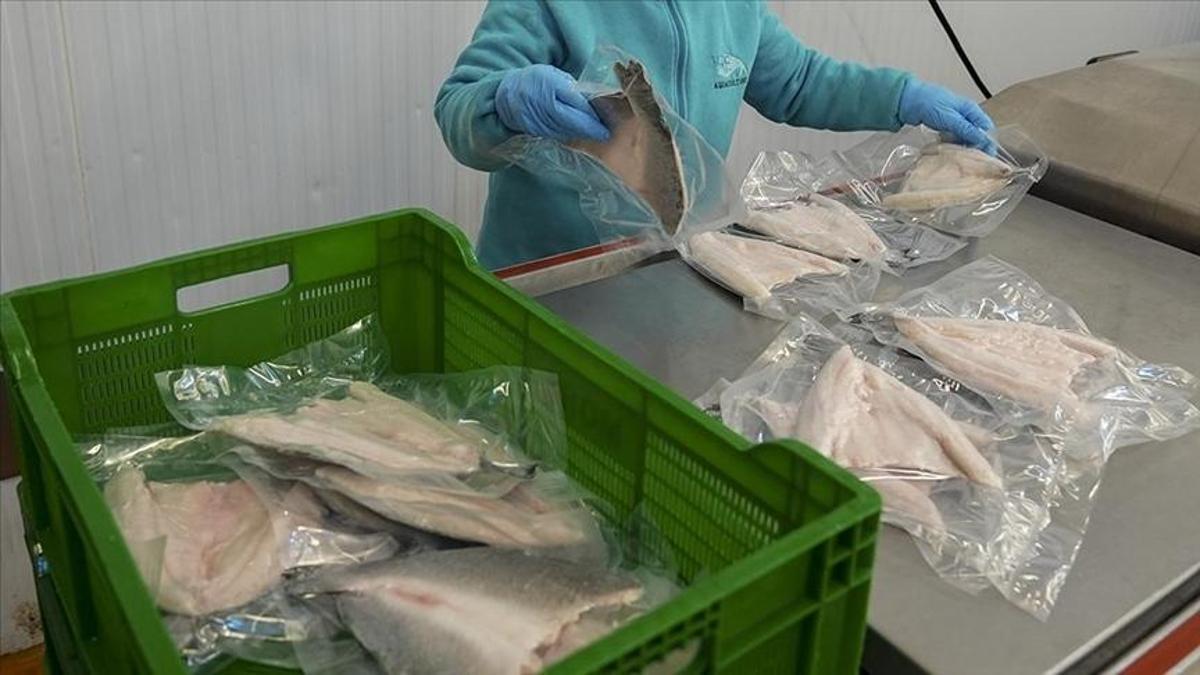 Su ürünleri ve hayvansal mamuller ihracatı 2025te 4 milyar doları aştı