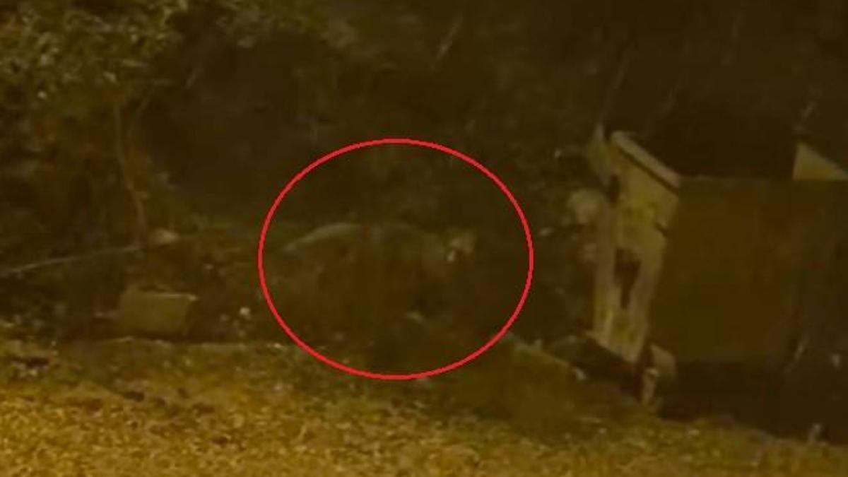 Mahalleye inen tilki çöp konteyneri etrafında görüntülendi