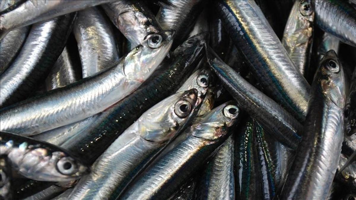 Türkiyenin hamsi ihracatı 2025te yüzde 7 arttı
