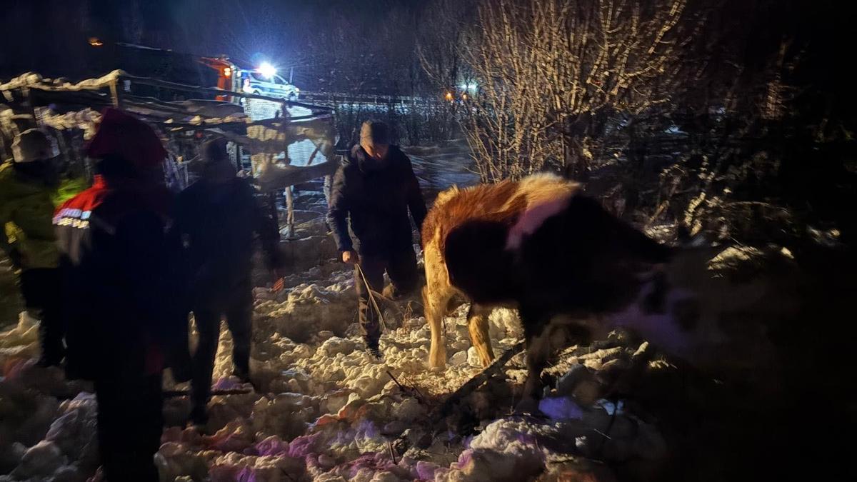 Büyükbaş yüklü TIR şarampole devrildi