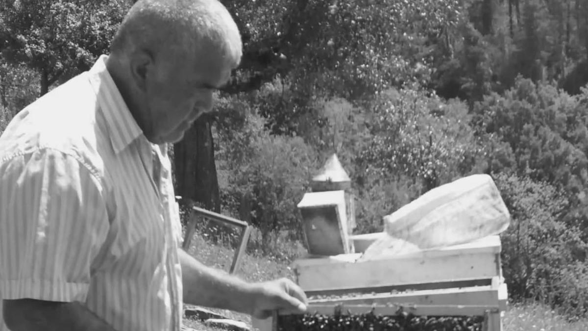 Kestiği ağacın altında kalıp öldü