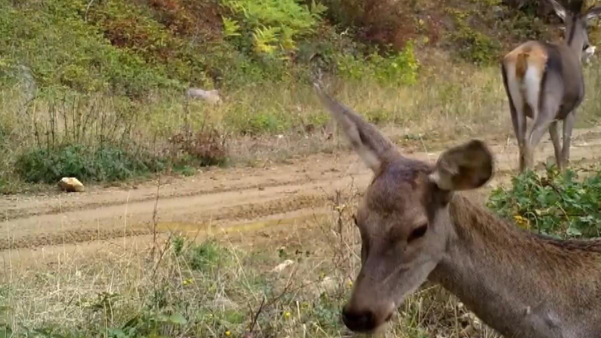 Ormanda otlayan kızılgeyikler fotokapanla görüntülendi