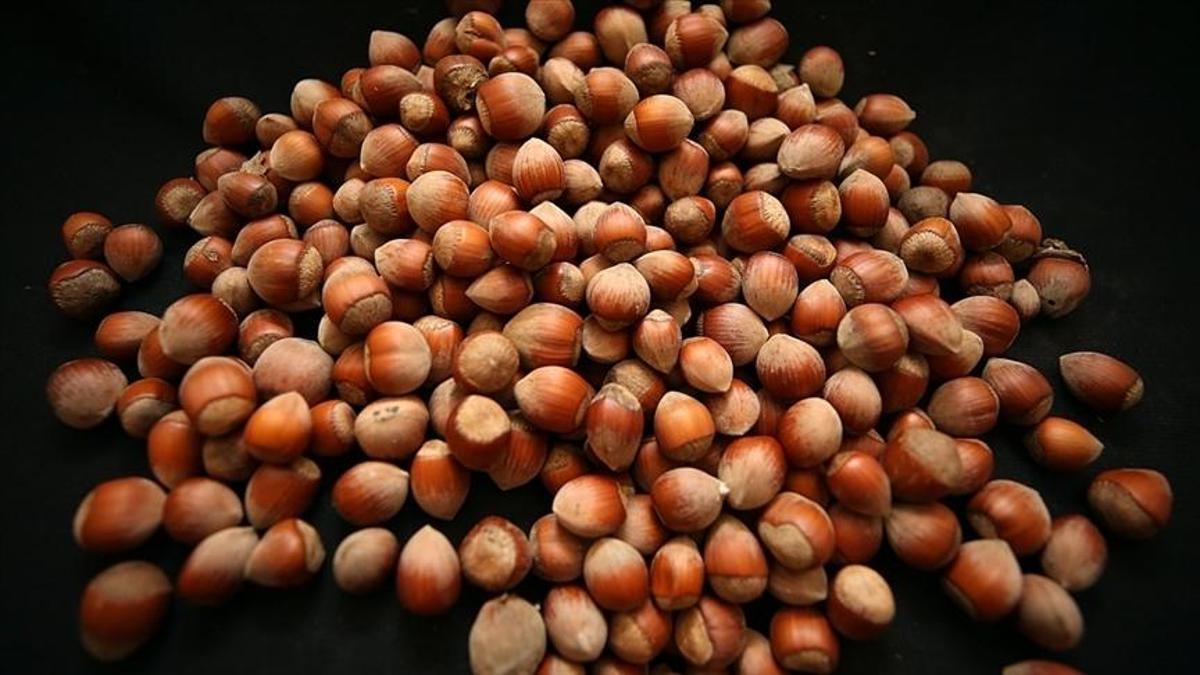 Türkiyeden fındık ihracatında rekor gelir