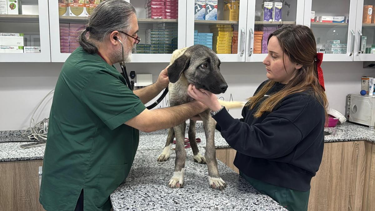 Orduda 10 gün içerisinde 3 sokak köpeği domuz kurşunu ile vuruldu