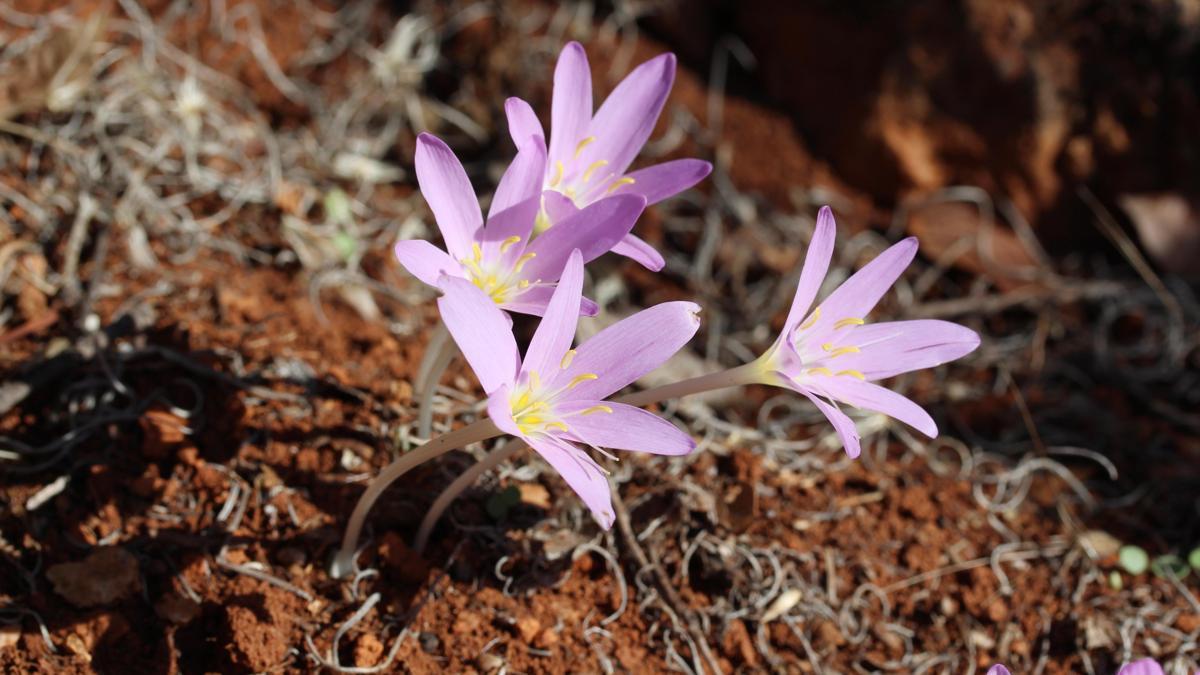 Endemik türü koparmanın cezası 699 bin 245 TL