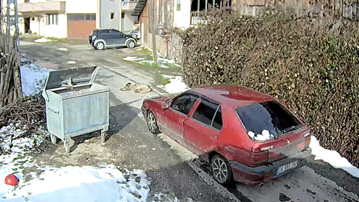 Üzerinden otomobil geçen köpek yürümeye başladı