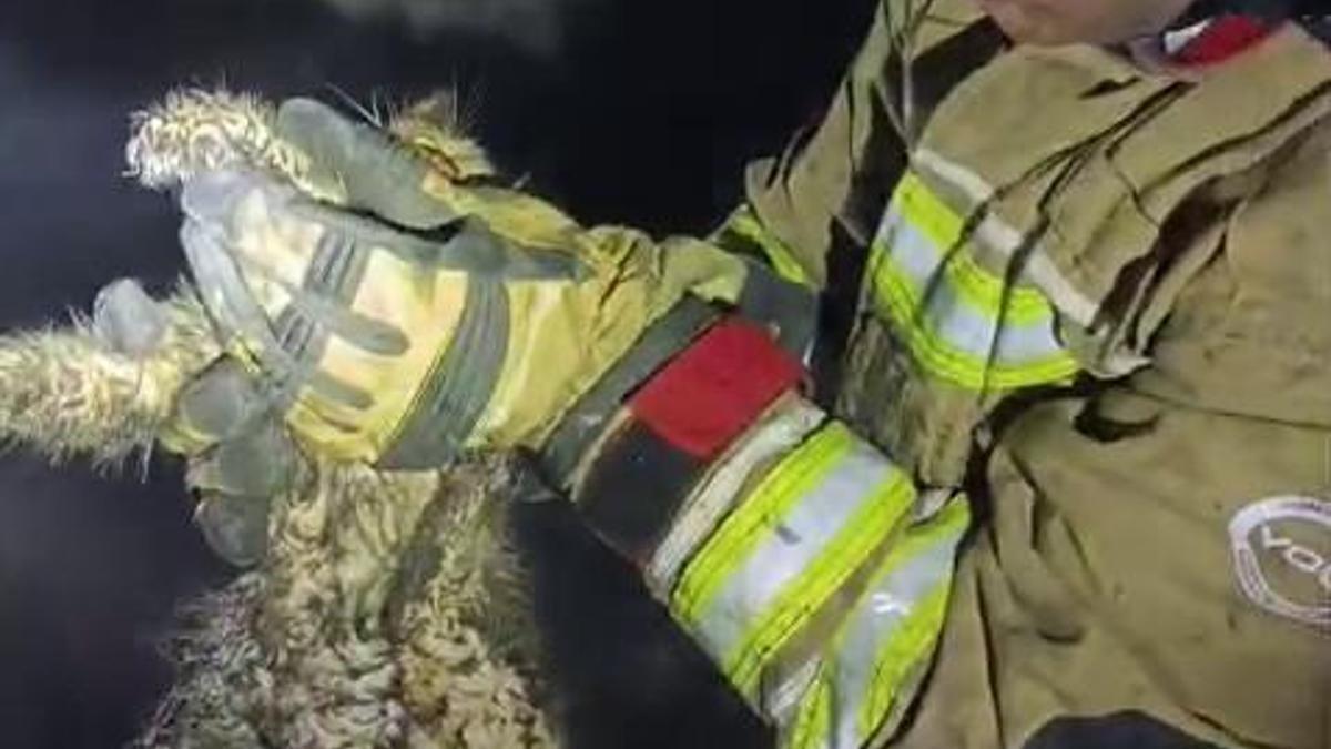 Hatayda ev yanında mahsur kalan kediyi itfaiye kurtardı