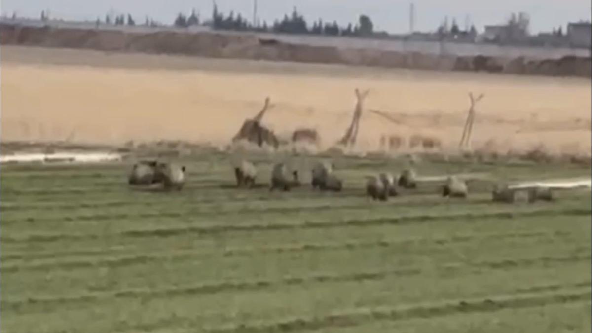 Nusaybinde yaban domuzu sürüsü ekinlere zarar verdi
